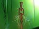 Pinstriping: Image